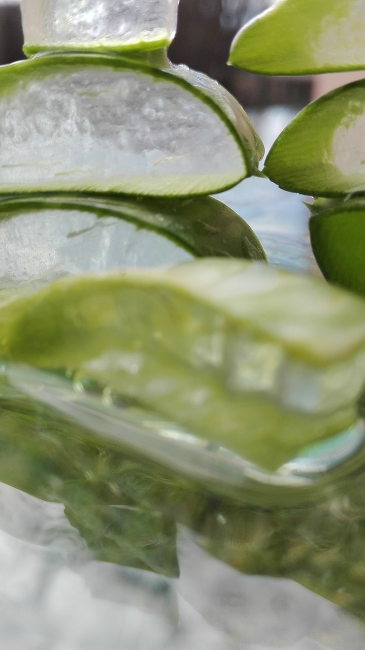 aloe vera